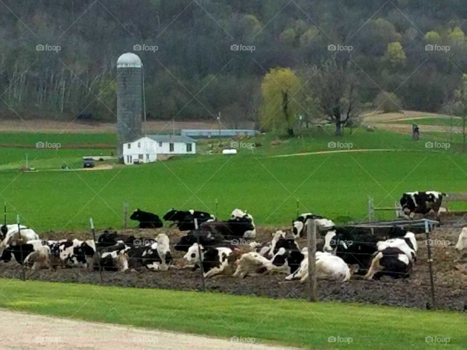 Group of cows sitting