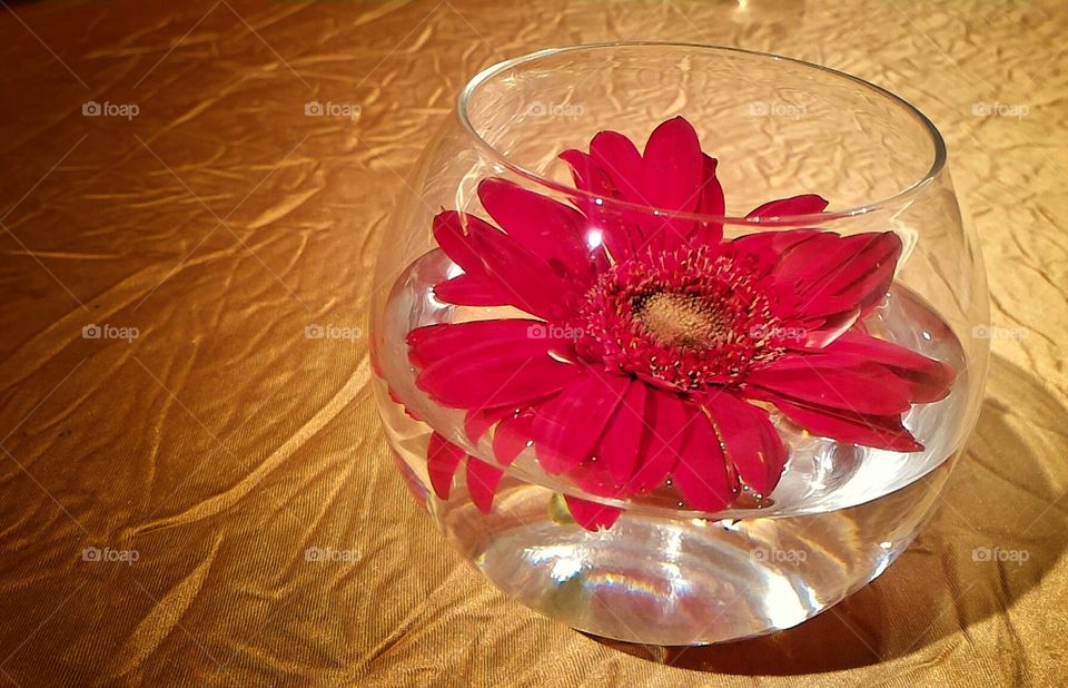 Beautiful red flower in a fish bowl.