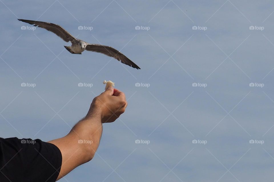 seagull