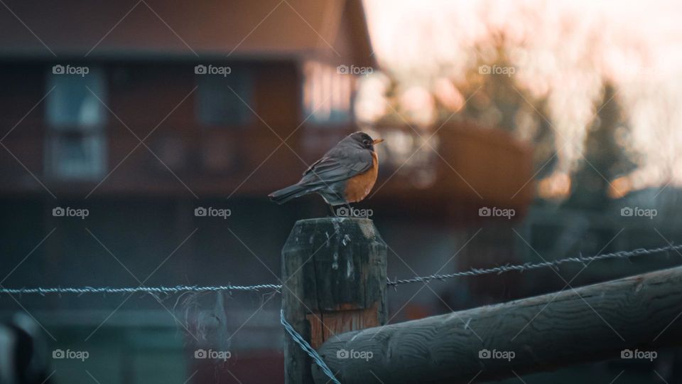 Chubby bird on-top fence post.