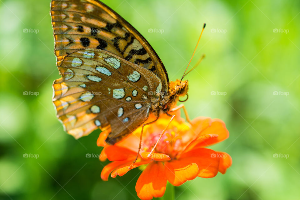 Close Up of Butterfly on Orange Zennia