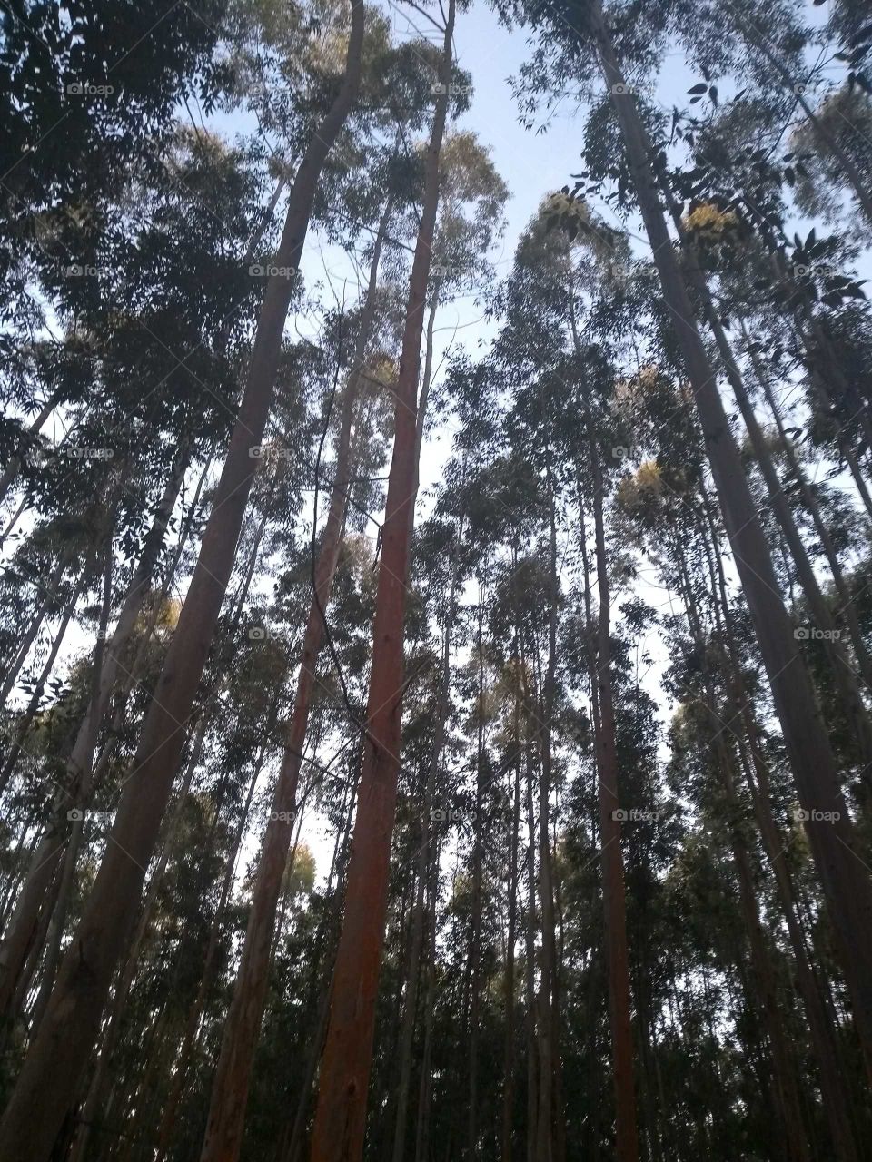 Floresta de eucaliptos 👏👏👏