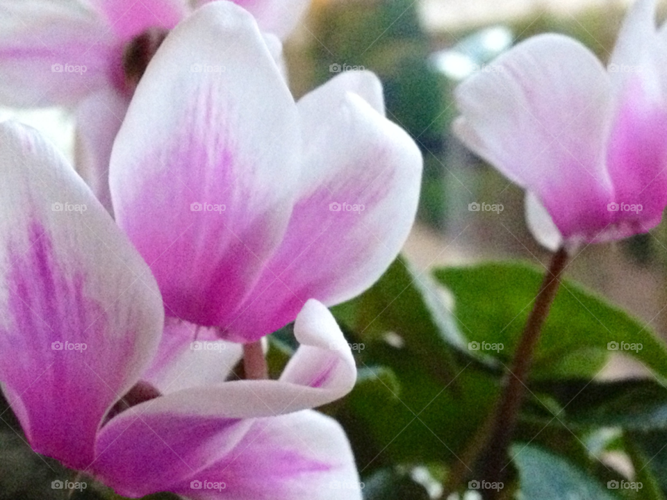 pink flower plant blomma by cabday