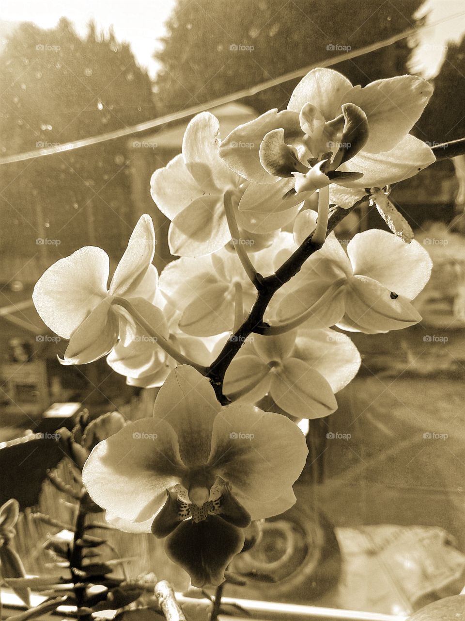 orchids in sepia tone