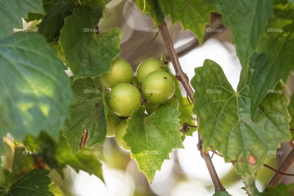 Grape farm