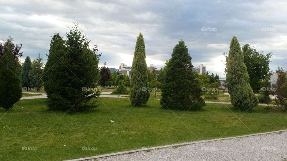 Tree, No Person, Grass, Road, Landscape