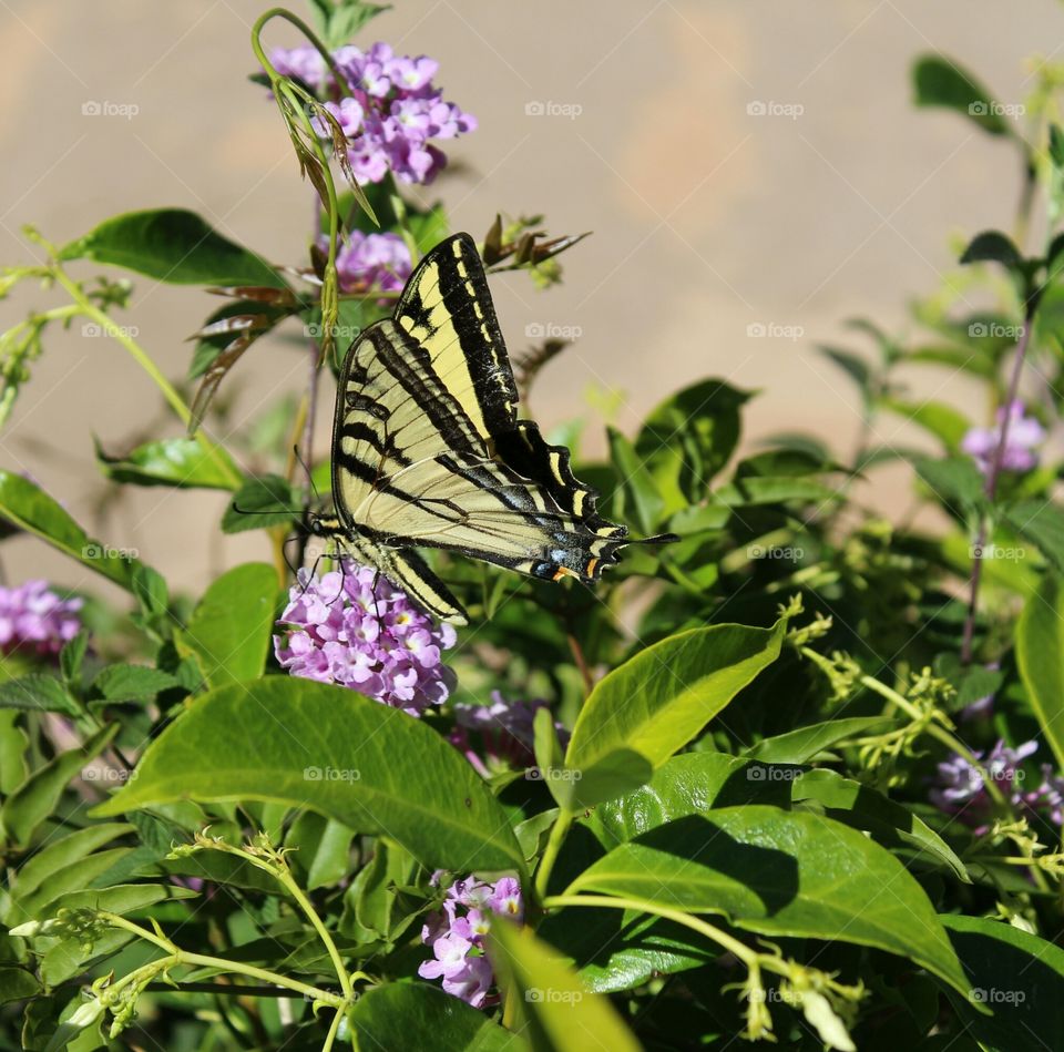 yellow and black butterfly