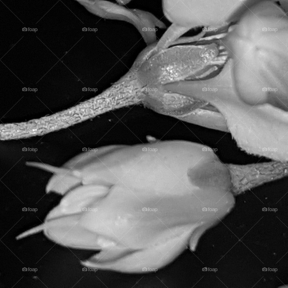 Flower, No Person, One, Monochrome, Rose