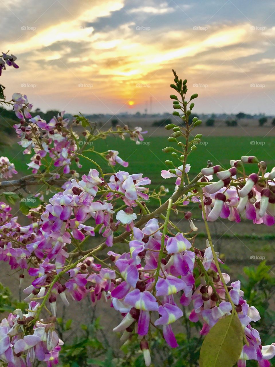 Indian sunset 
