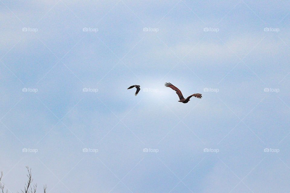 turkey vulture flying