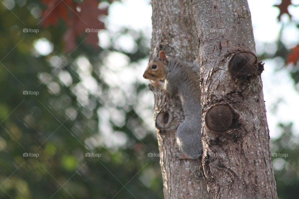 Squirrel. Squirrel in tree