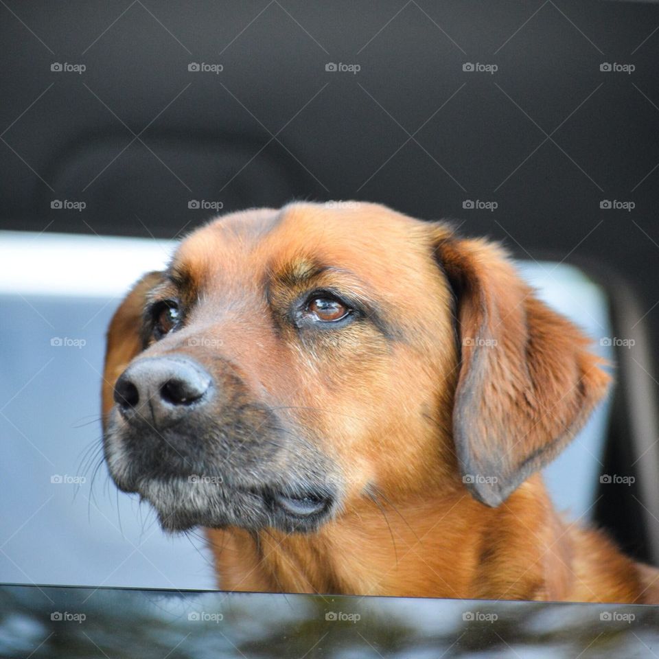 Doggie waiting in car