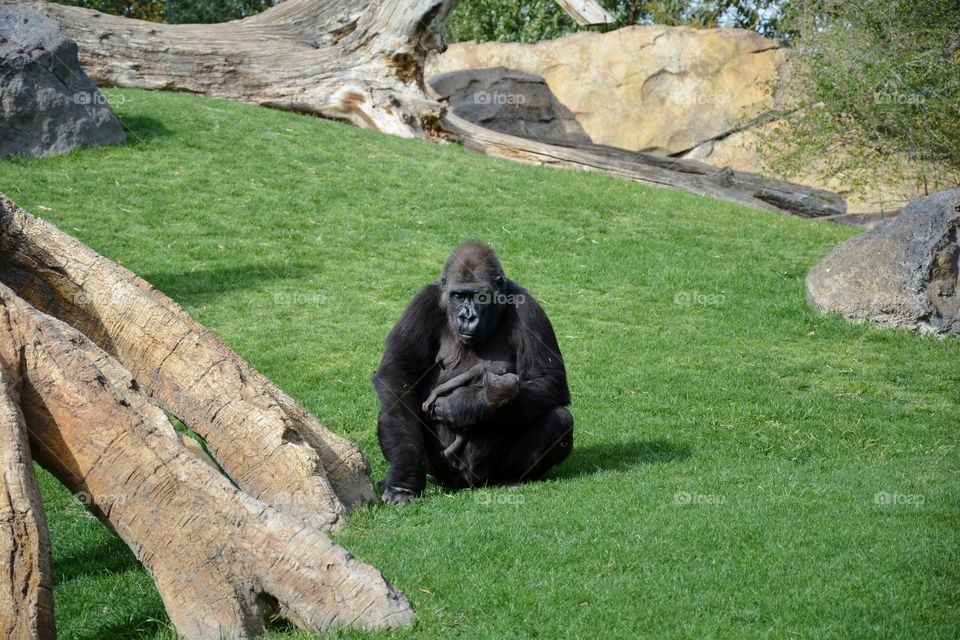 one gorrilla mother carrying in her arms to her baby