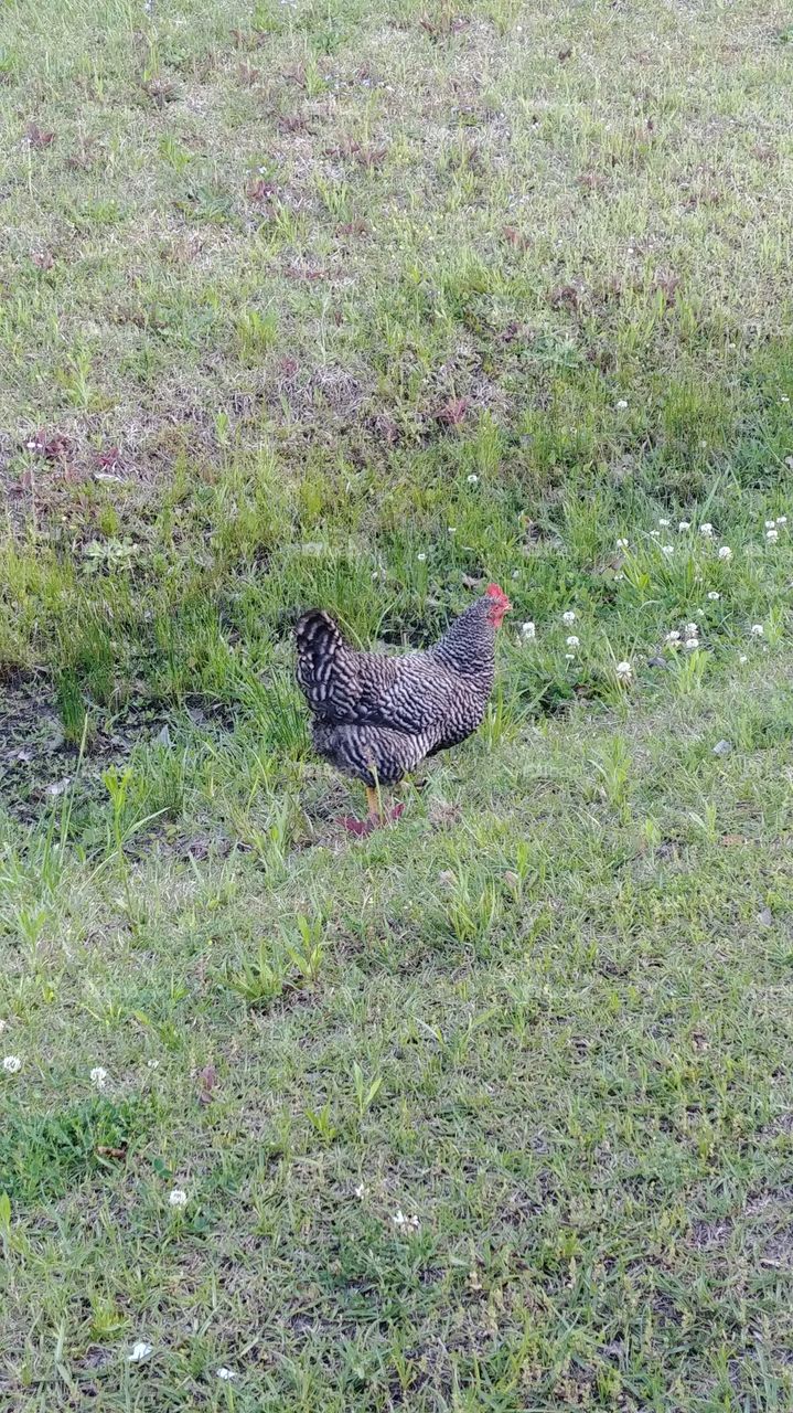 Random chicken in a ditch....