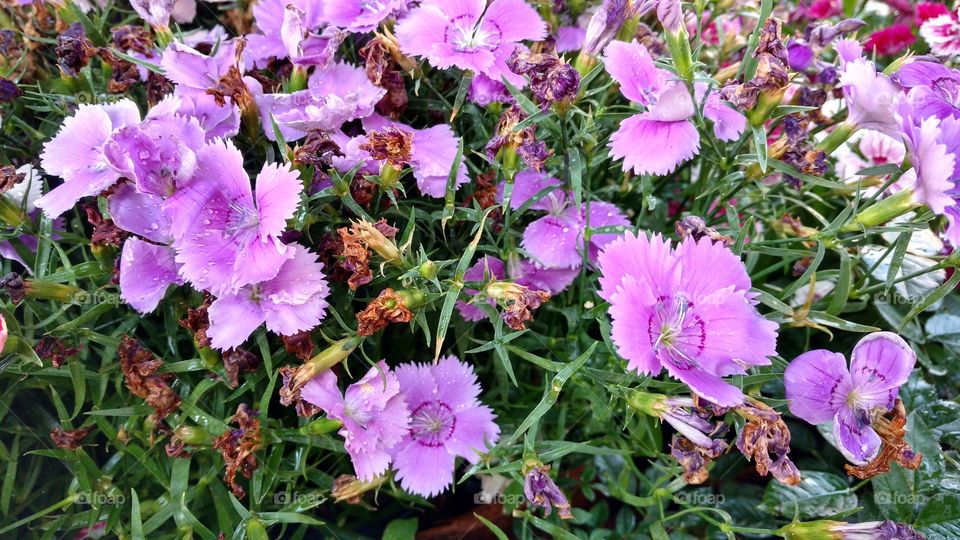 singelas suaves e naturais