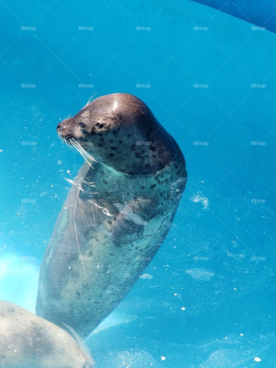 seal