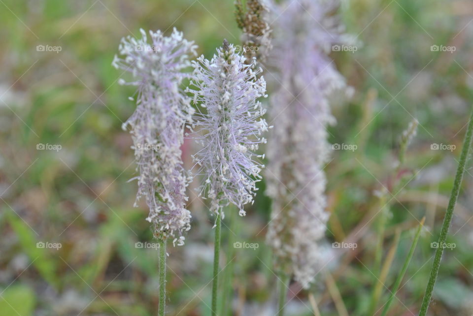 plantain inflorescences