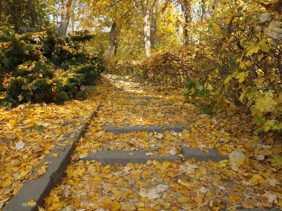 The staircase is covered with yellow leaves. Autumn time.