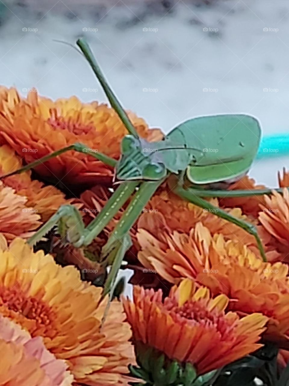 praying mantis up close