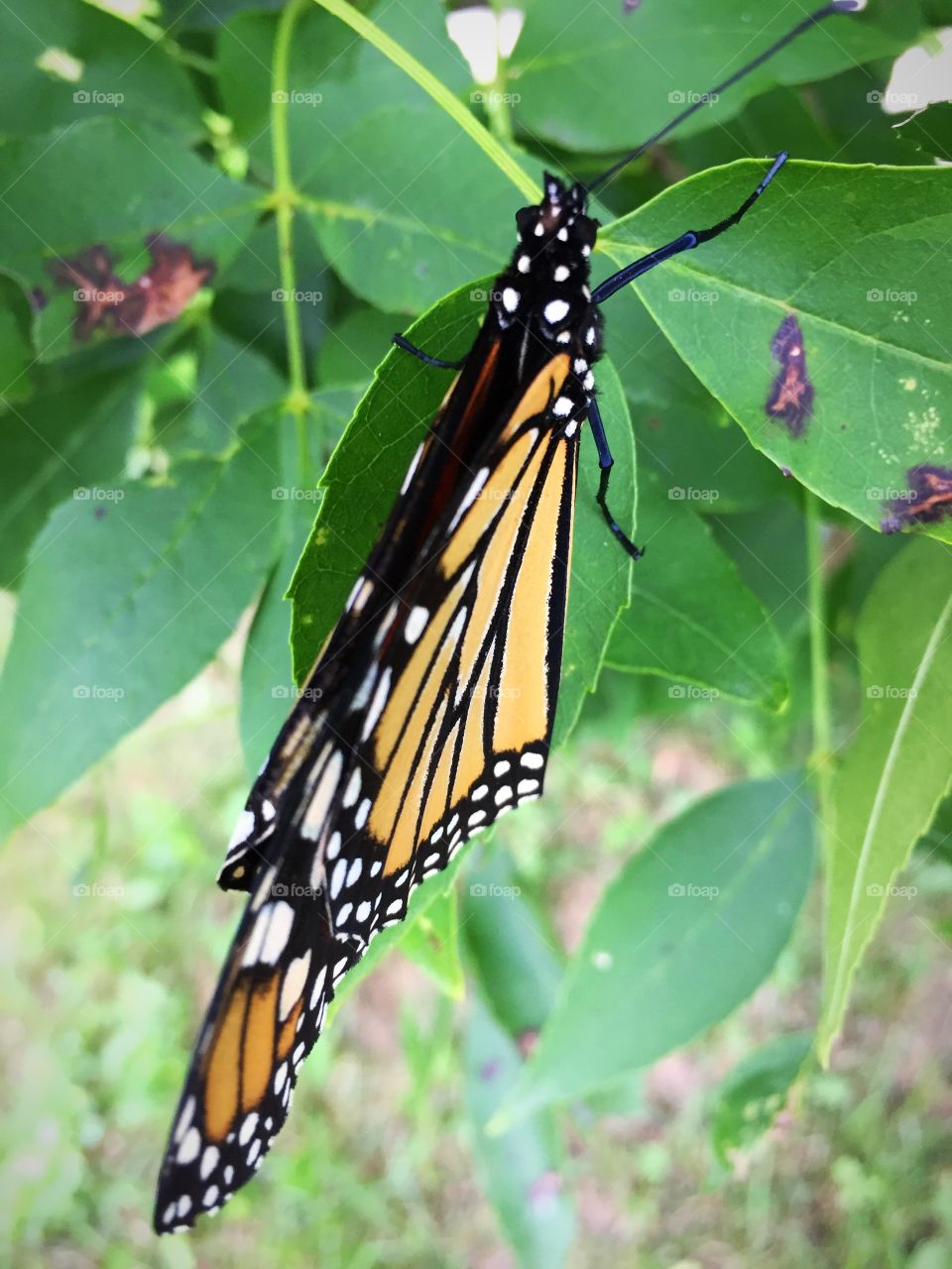 Monarch with left wing broken but still flying strong