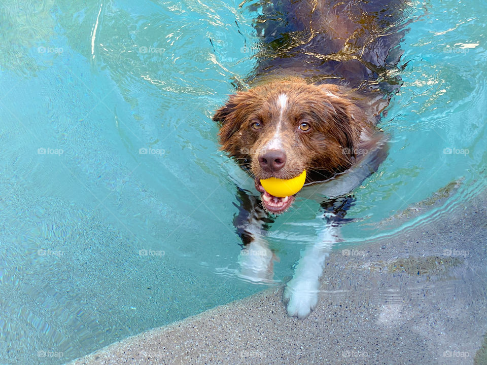 High angle view of a border collie with a yellow ball in his mouth looking up 