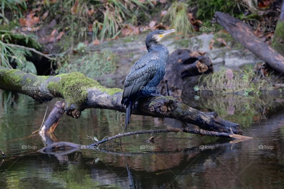Cormorant 
