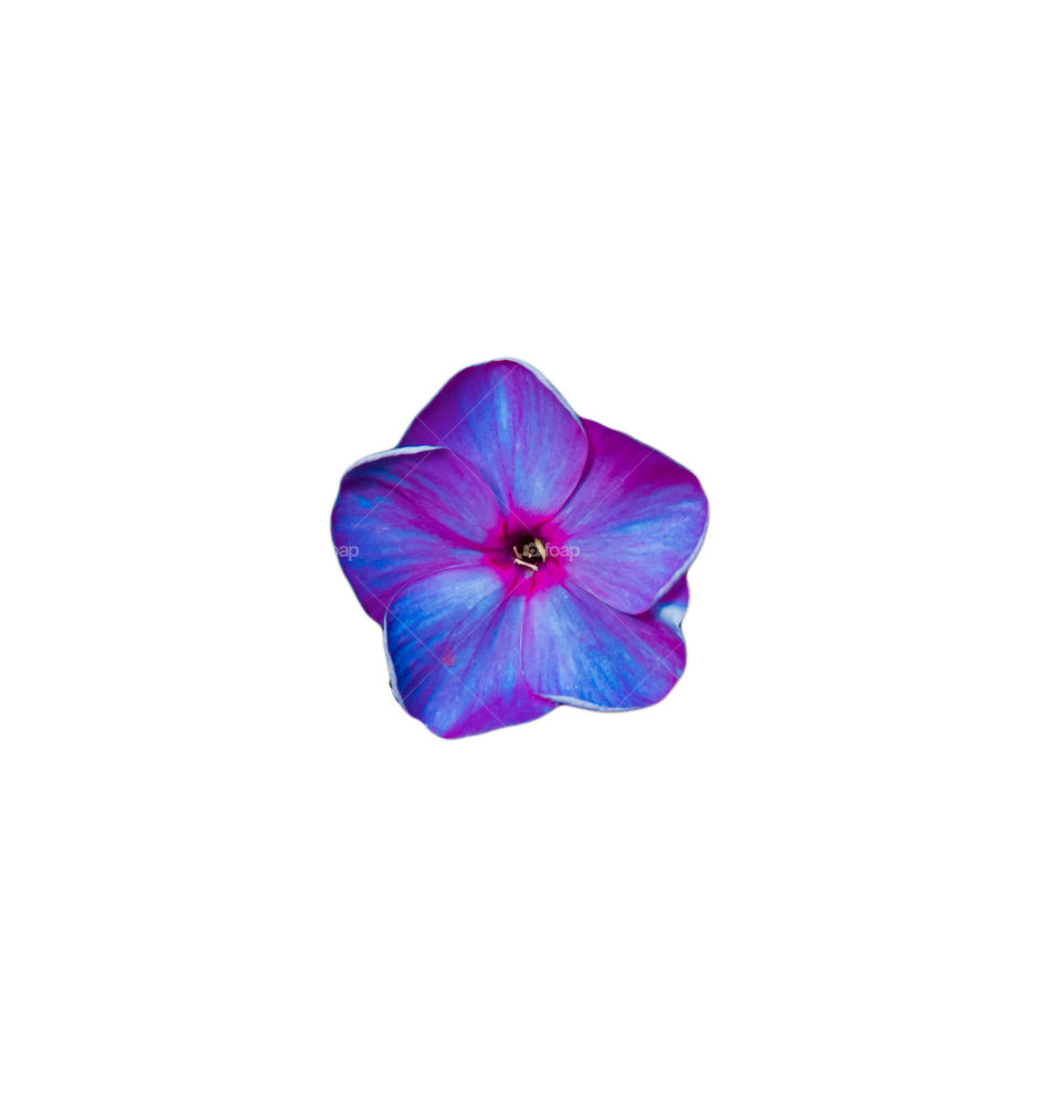 Purple flower