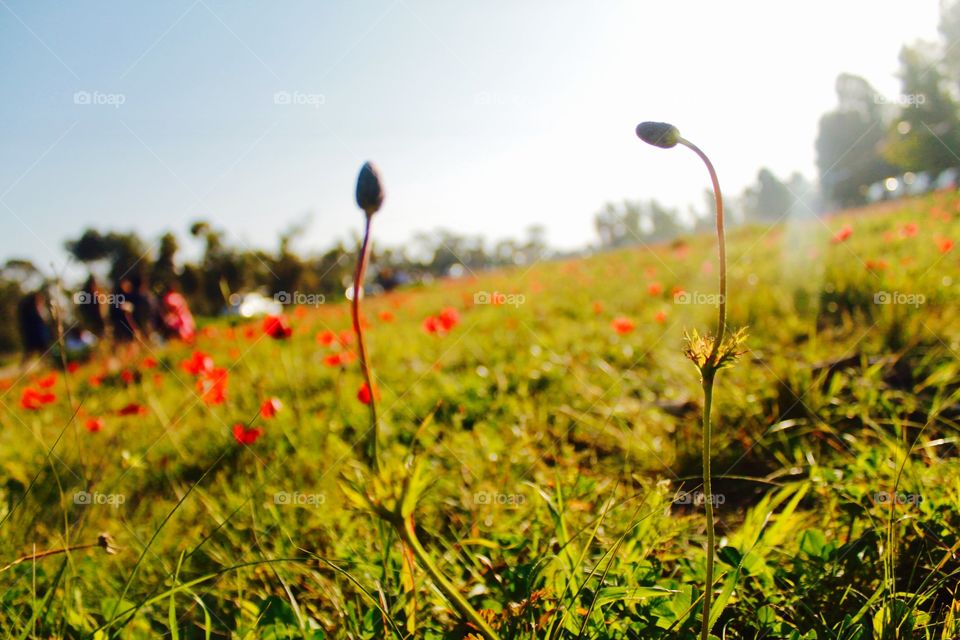 High angle view of red flower