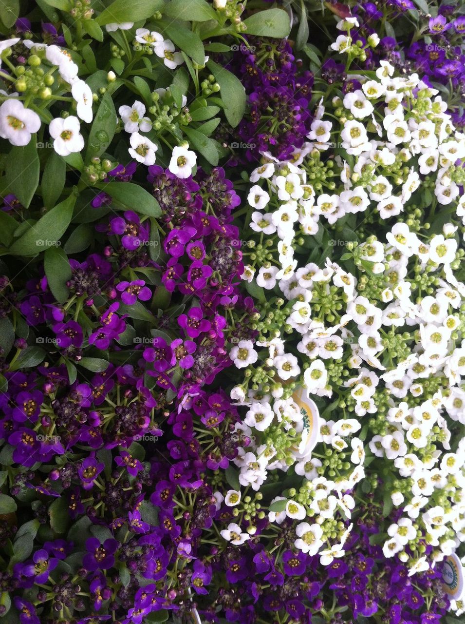 Alyssum