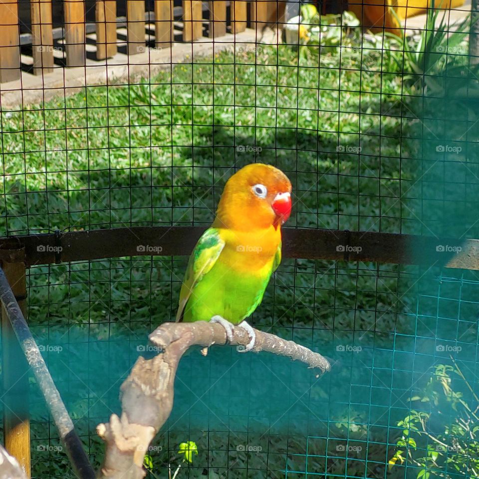 bird "lovebird" whose colors are orange, yellow, green in a cage