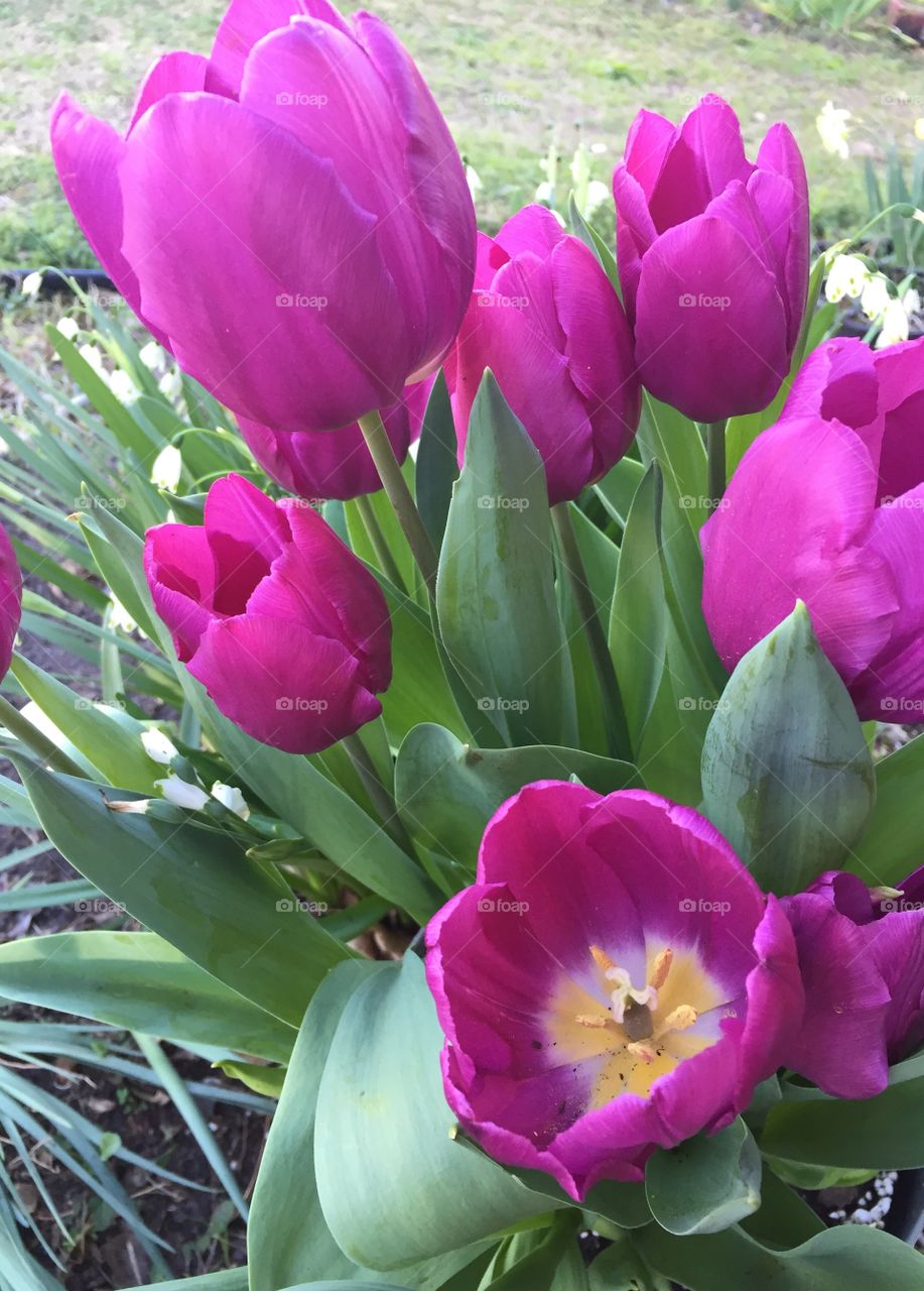 Purple spring tulips.