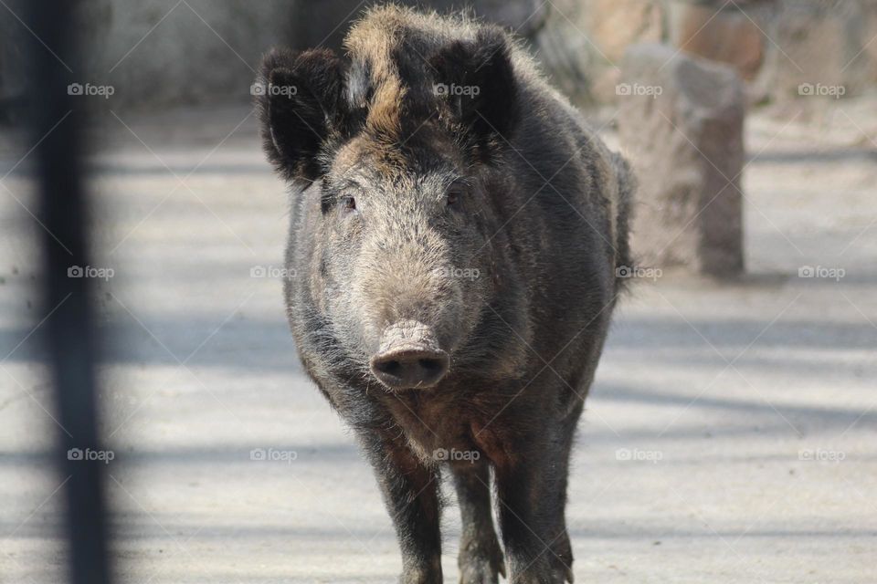 mächtige tiere