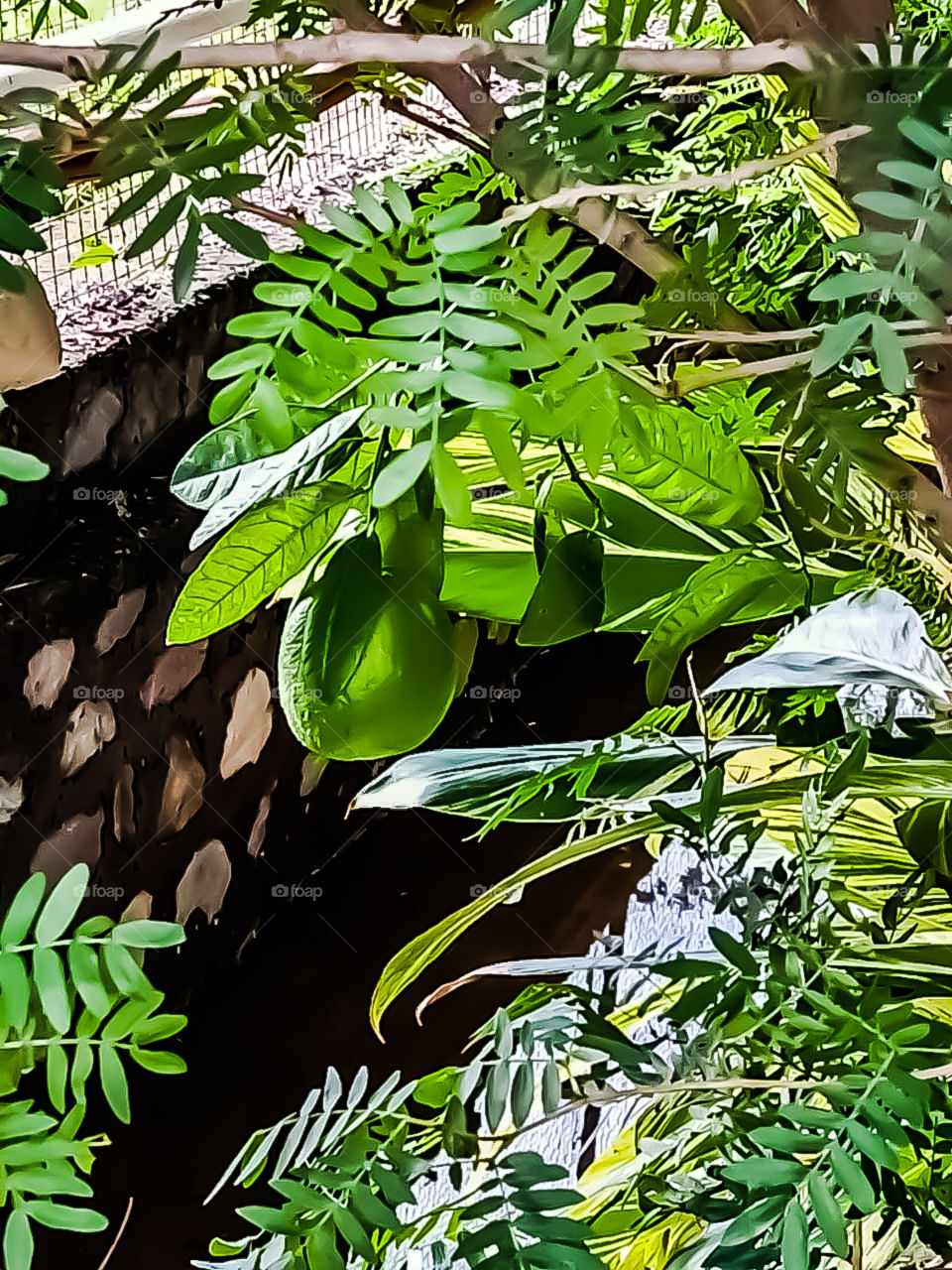 Best citrus microptera behind tree nice looking image