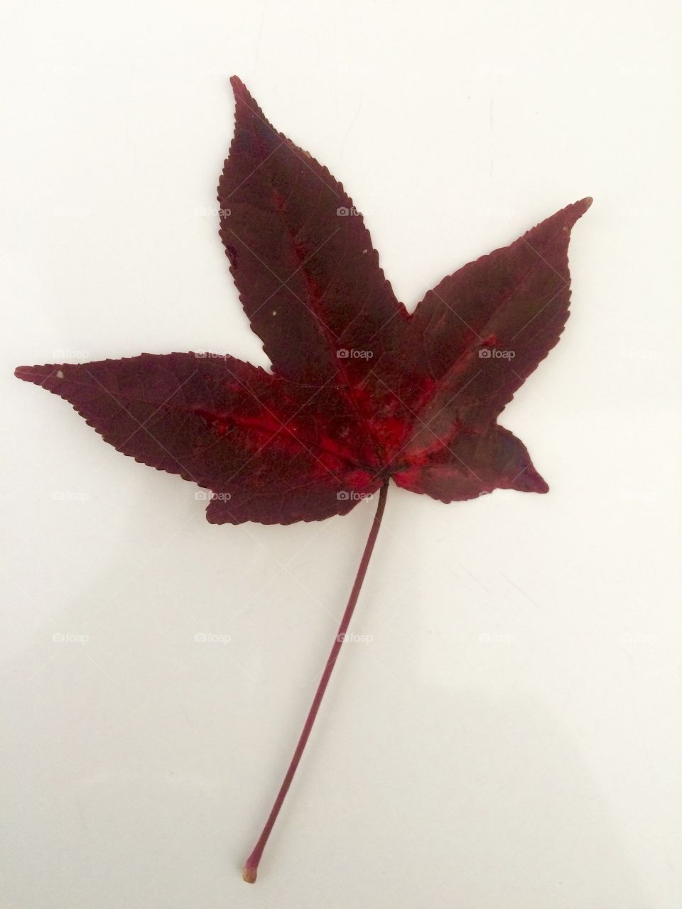 Tree leaf. Red and rust color. 