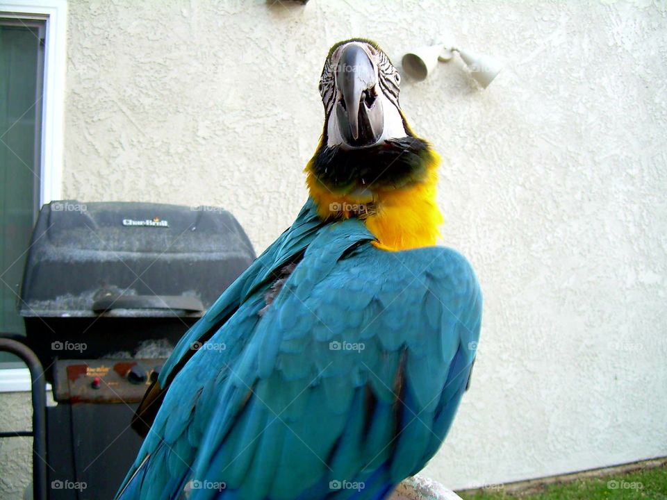 Beautiful macaw parrot