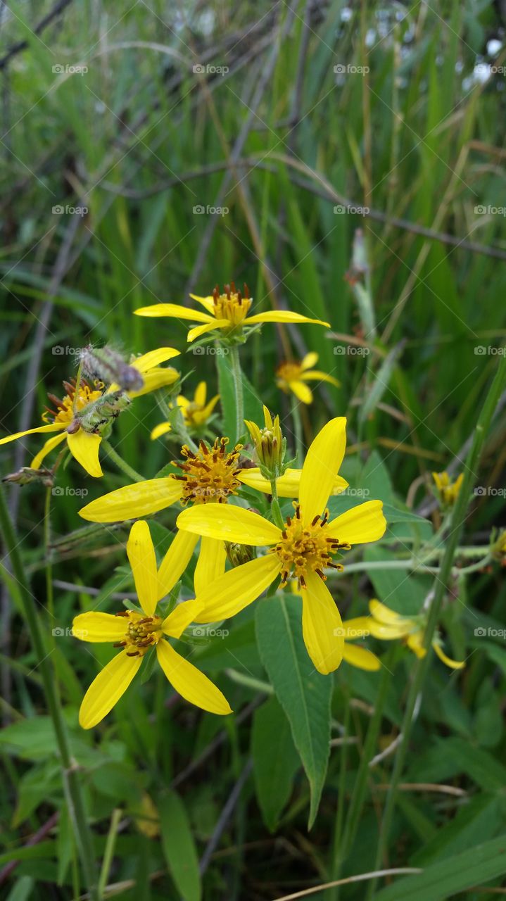 flowers