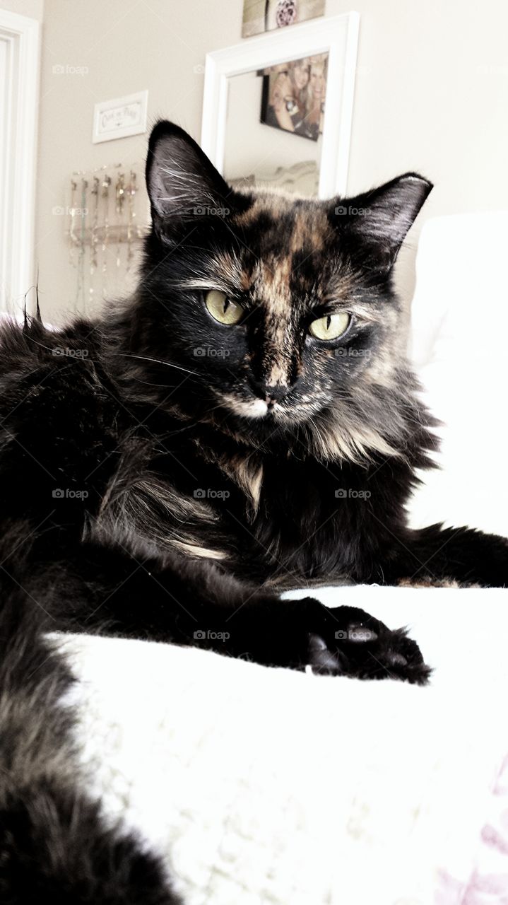 Queen Cassiopeia. My beautiful kitty.