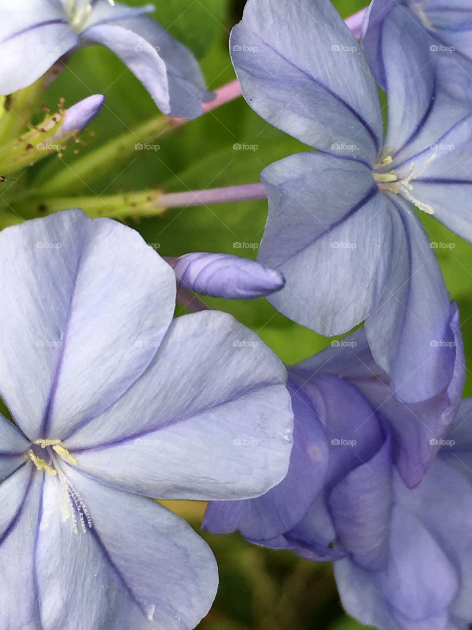 Blue plumbago open