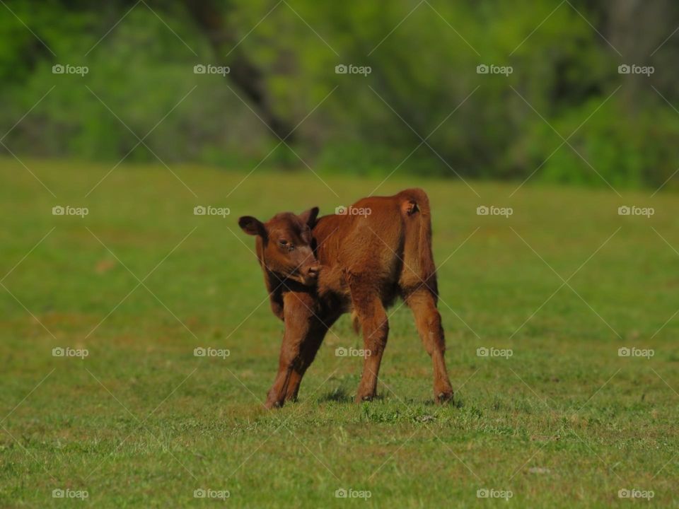 Red Calf Grooming Itself