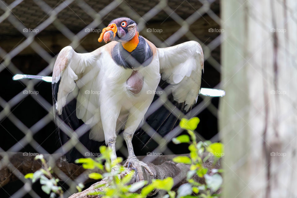 King vulture spreading wings in the zoo