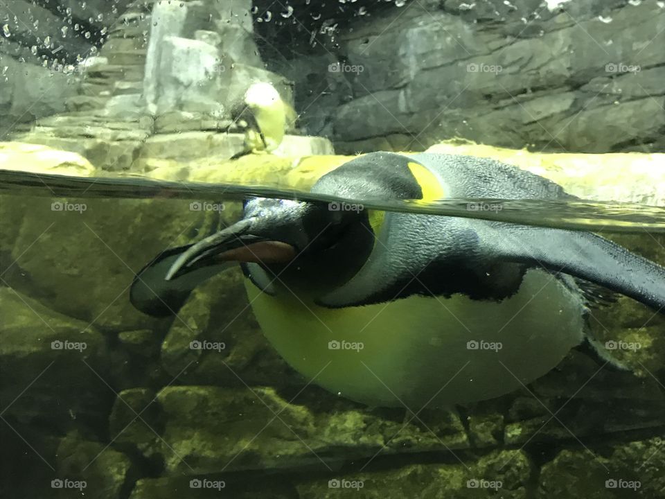 Penguin