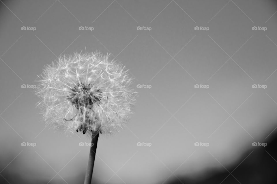 Black and white dandelion at a clean background 