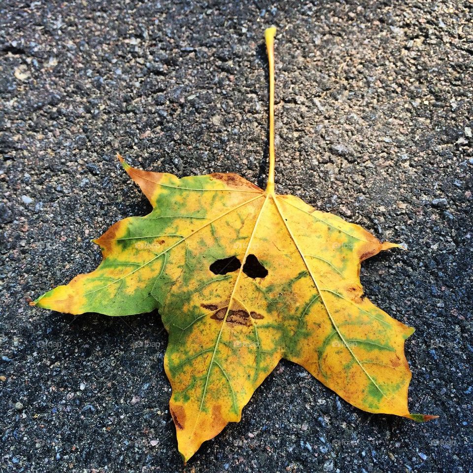 Leaf face
