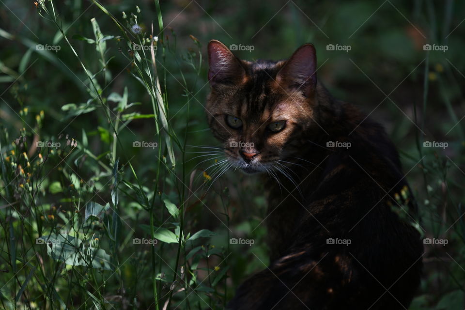 a bengal in my garden