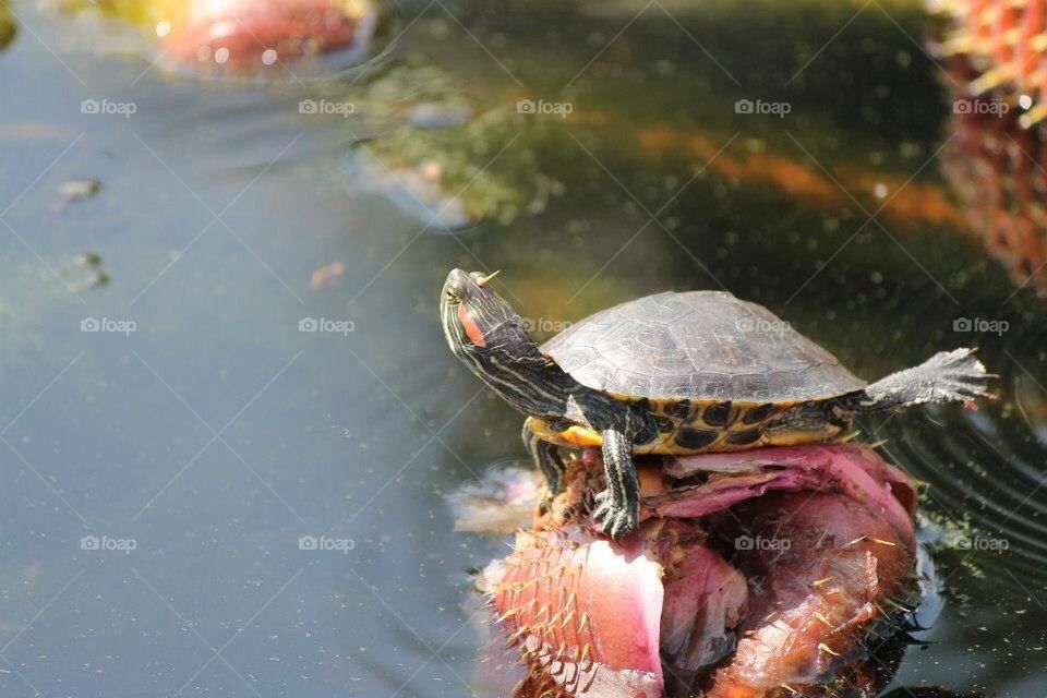 Turtle