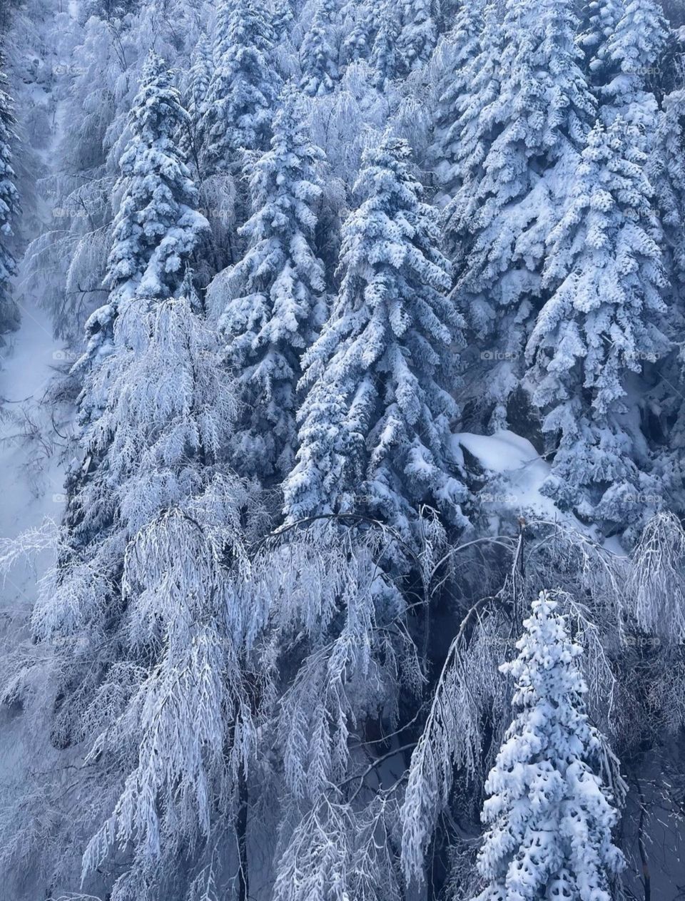 Each snow-covered branch whispers the poetry of winter’s quiet magic