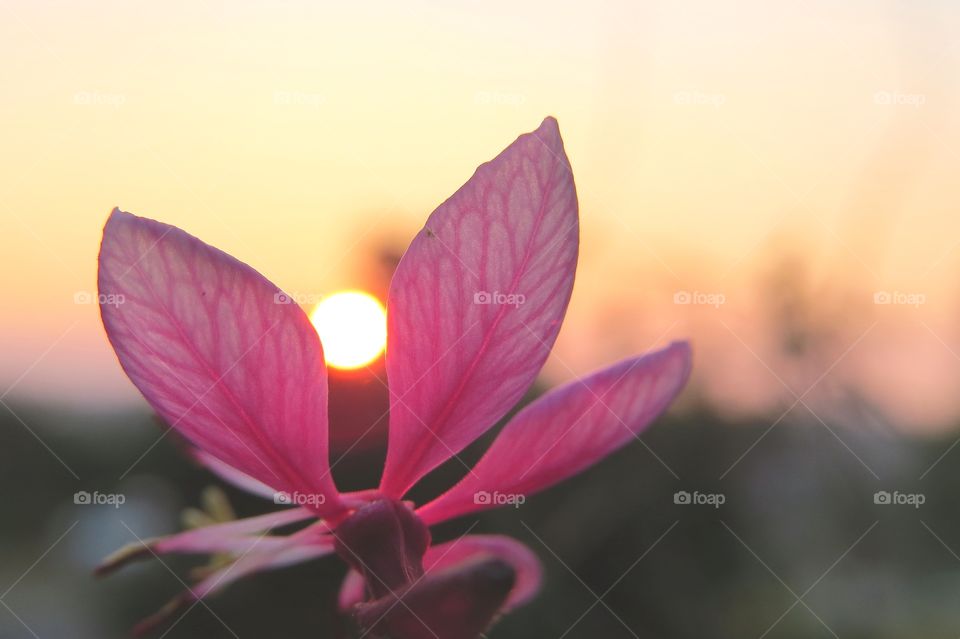 Pink in the sunset. Pretty pink flowers in the sunset