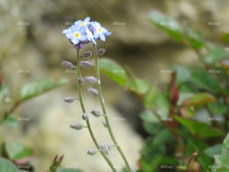 flowers blue forget me