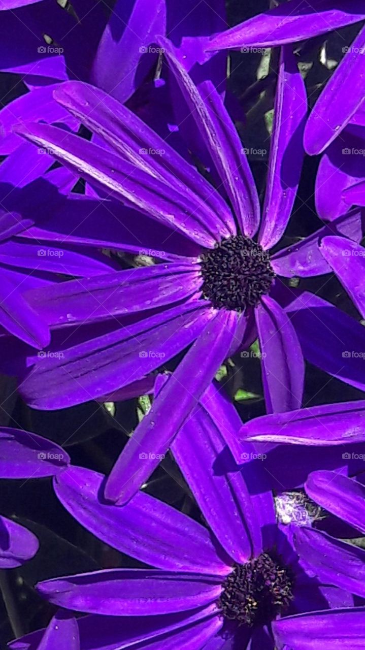 violet flowers closeup