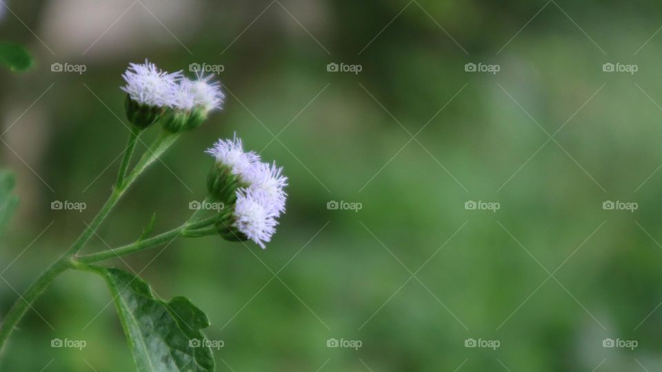 Bandotan or Wedusan is a type of agricultural weed belonging to the Asteraceae tribe. This seasonal herb comes from tropical America, especially Brazil